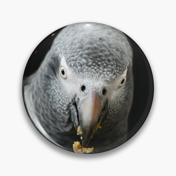 Item preview, Closeup of an African Grey Parrot designed and sold by richardbryce.