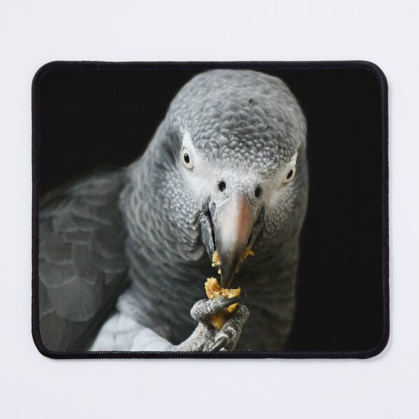 Item preview, Closeup of an African Grey Parrot designed and sold by richardbryce.