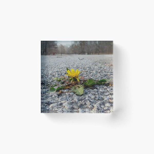 Item preview, Determination is a Dandelion growing up through the Asphalt.  designed and sold by South 500 Photography.