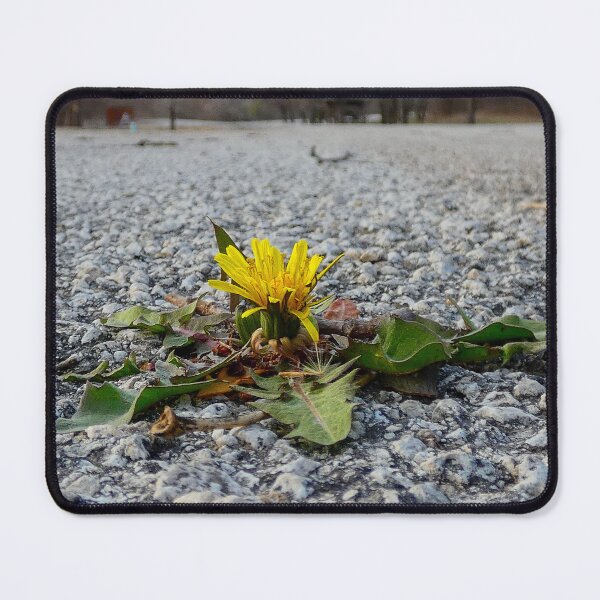 Item preview, Determination is a Dandelion growing up through the Asphalt. designed and sold by South 500 Photography.