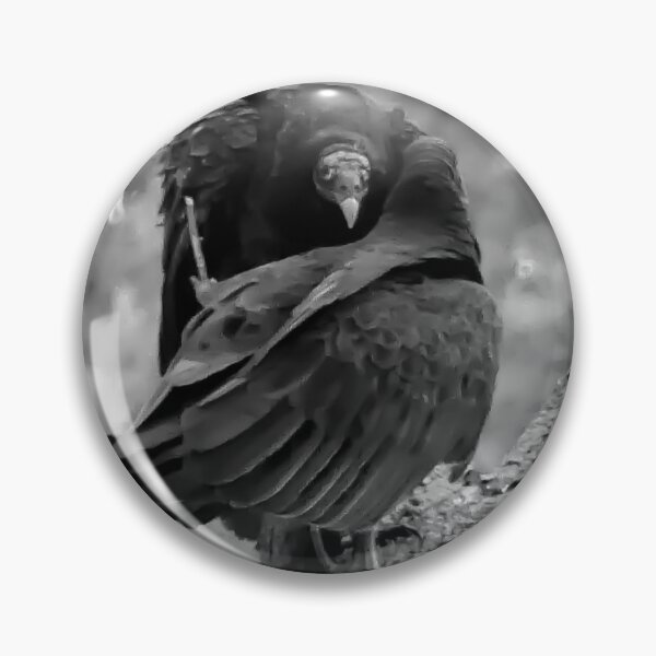 Item preview, Vulture in its hoodlum era.  designed and sold by South 500 Photography.