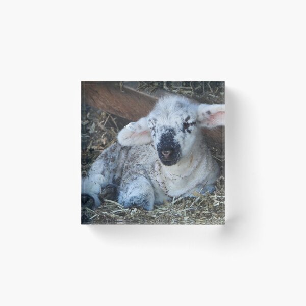 Item preview, Sleepy baby lamb resting designed and sold by Lynette2025.