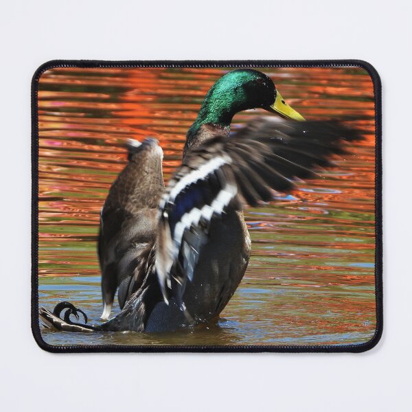 Item preview, A duck cleaning its feathers designed and sold by Lynette2025.