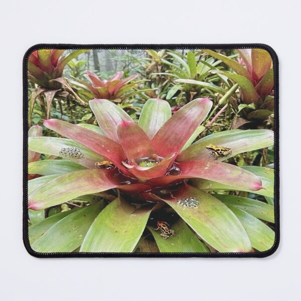 Item preview, Frog Nursery designed and sold by Karen Persephone .
