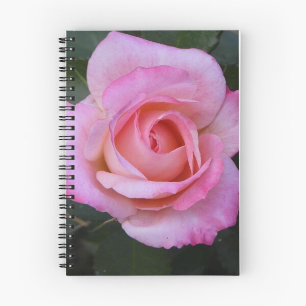 Item preview, Bright pink rose bloom designed and sold by Lynette2025.