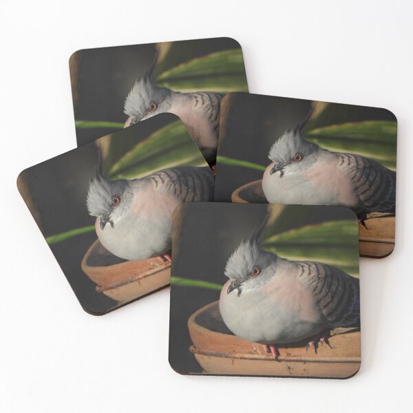 Item preview, Crested pigeon resting on a bird feeder designed and sold by Lynette2025.