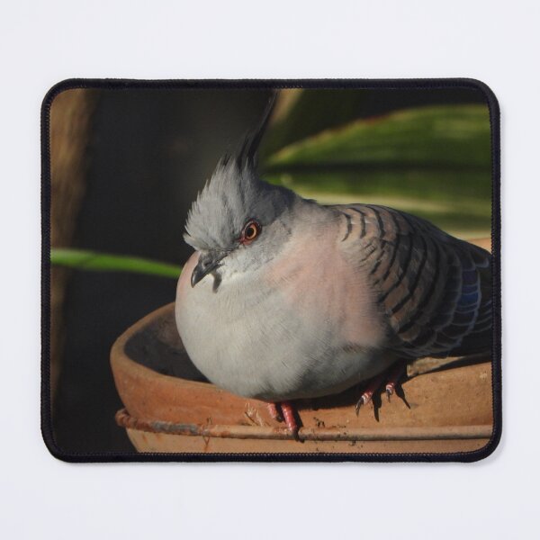 Item preview, Crested pigeon resting on a bird feeder designed and sold by Lynette2025.
