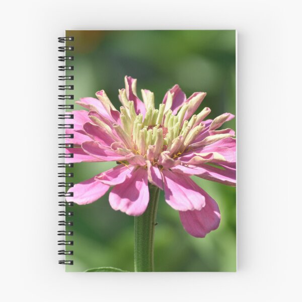 Item preview, Pink Purple Zinnia Flower Two Tone Macro designed and sold by TathataPhotos.