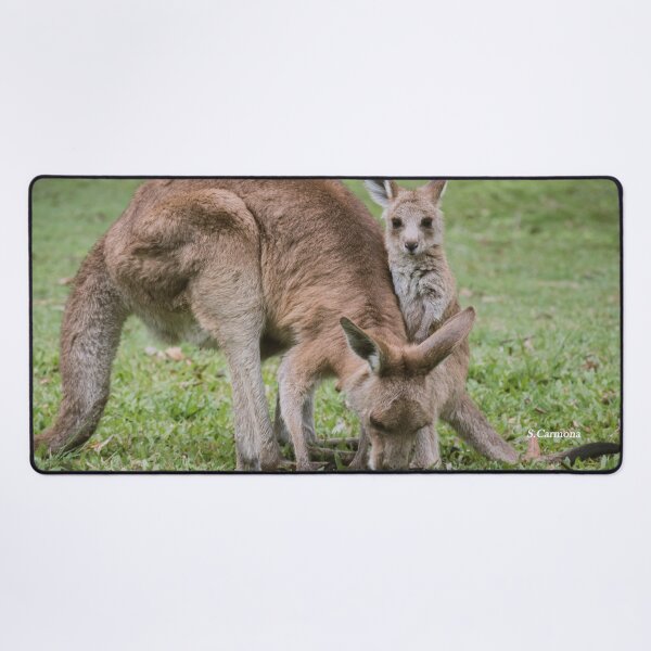 Item preview, Mother and Baby Kangaroo 2 - Australian Wildlife Photo (Set) designed and sold by AuraInkSC.