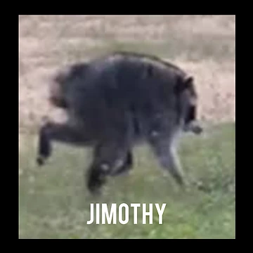Artwork thumbnail, Jimothy Raccoon by Pattern Unhinged