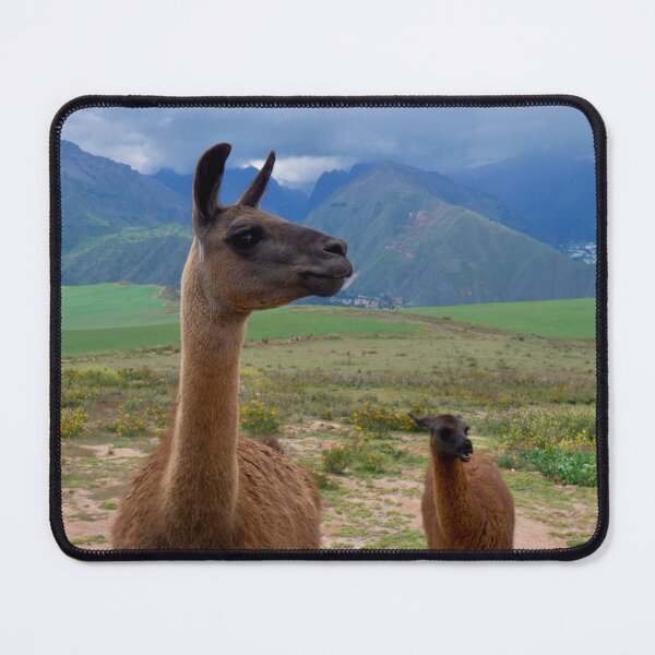 Item preview, Curious Llamas in Peru's Sacred Valley designed and sold by olivia-wilbur.