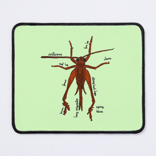 Item preview, Cricket Anatomy Entomology designed and sold by chowlet.