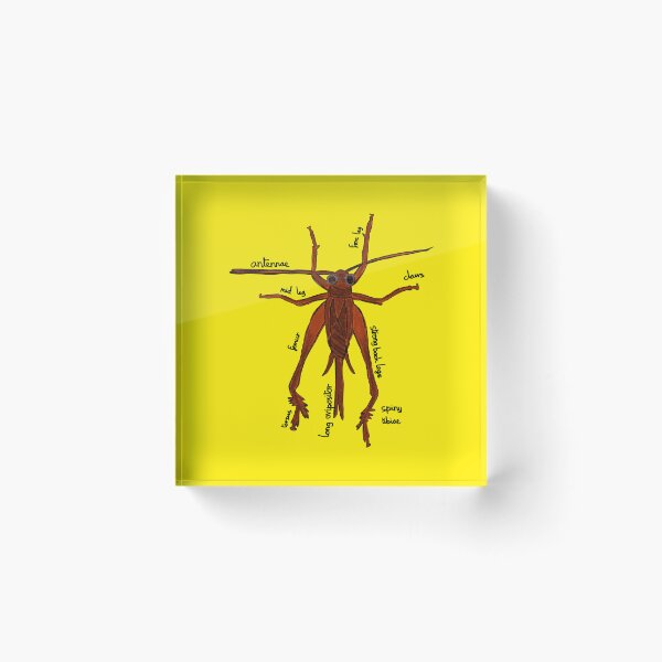 Item preview, Cricket Anatomy Entomology designed and sold by chowlet.
