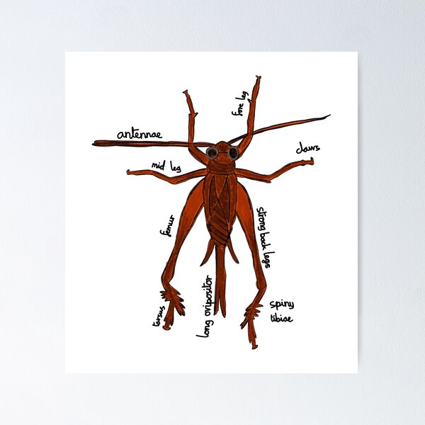 Item preview, Cricket Anatomy Entomology designed and sold by chowlet.