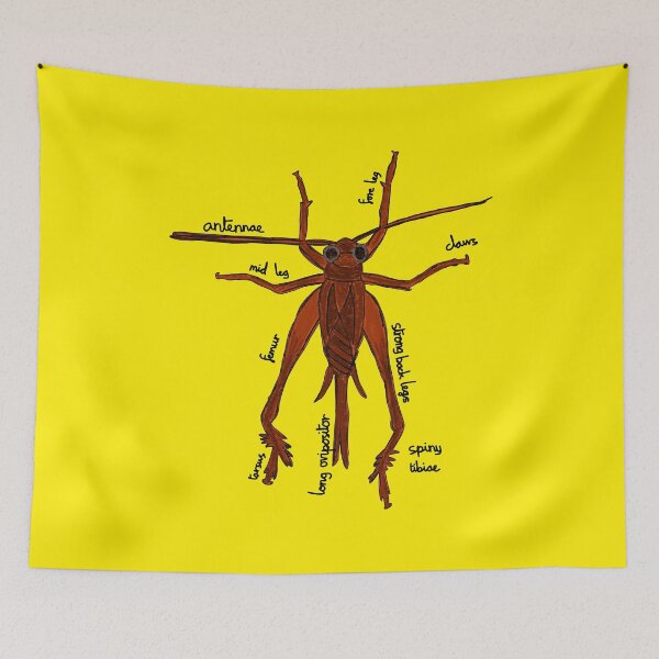 Item preview, Cricket Anatomy Entomology designed and sold by chowlet.