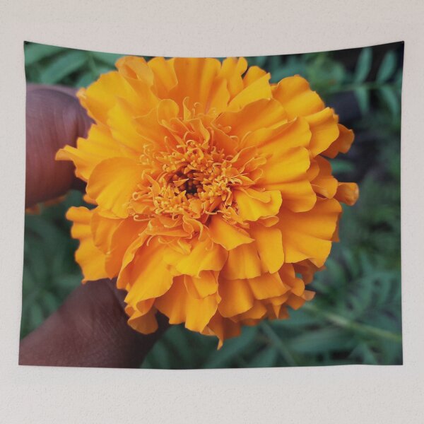 Item preview, Golden Marigold Flower designed and sold by HJ-Photography.