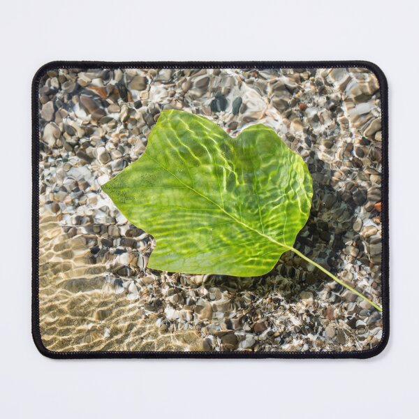 Item preview, Vivid Green Tuliptree Leaf Afloat in Clear Water designed and sold by Georgia Mizuleva.