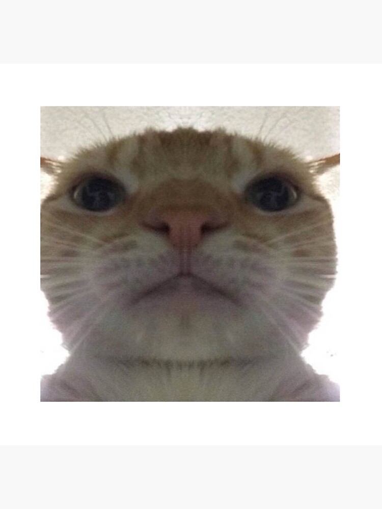 Inspirar Nacional Escoger Lámina rígida «Selfie Cat» de PapaKnox | Redbubble