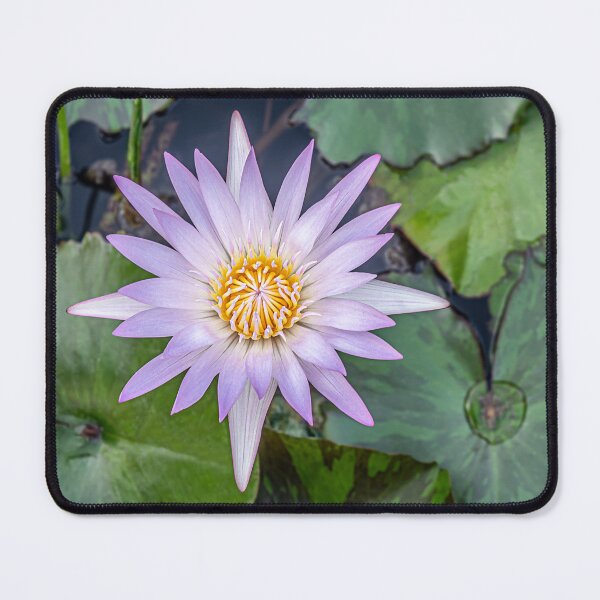 Item preview, Purple Water Lily Bloom designed and sold by MariaAbaza.