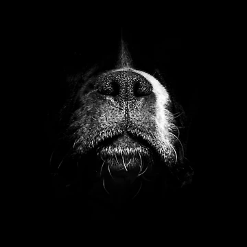 Artwork thumbnail, Snout by IncaBoxer