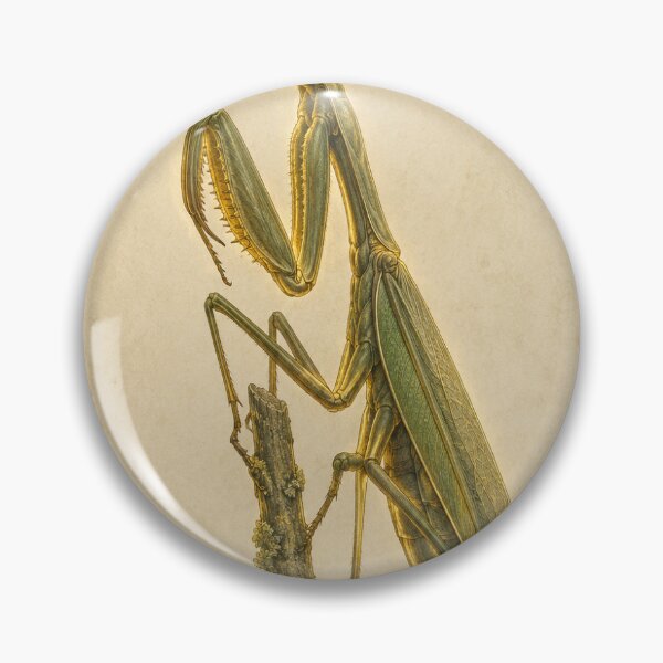 Item preview, Praying Mantis Specimen Print | Vintage Entomology Wall Art | Cottagecore Insect Gift designed and sold by Brackenlume Studio.