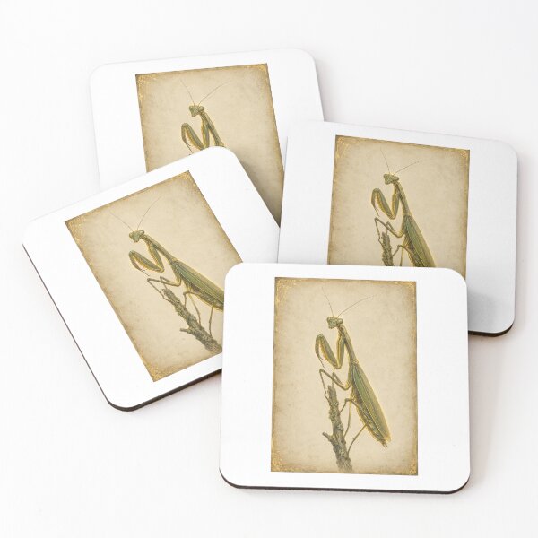 Item preview, Praying Mantis Specimen Print | Vintage Entomology Wall Art | Cottagecore Insect Gift designed and sold by Brackenlume Studio.