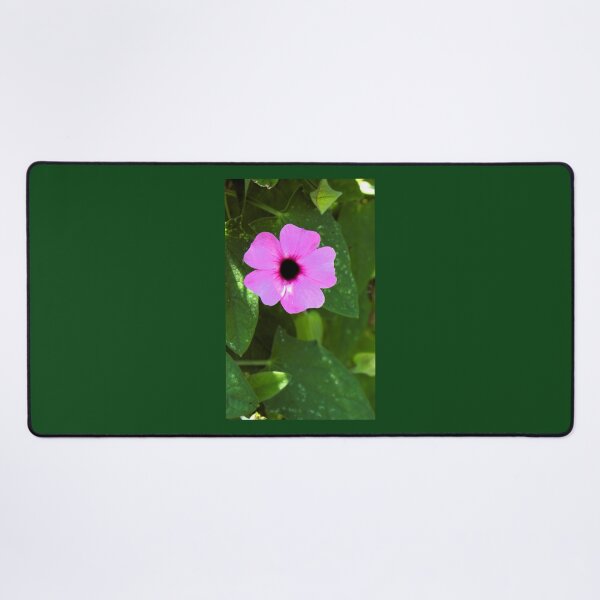 Item preview, Thunbergia alata 'Rose Sensation' photograph designed and sold by Natimo-Studio.