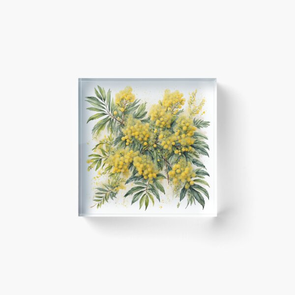 Artikelvorschau, Aquarellmalerei mit Mimosenblüten entworfen und verkauft von RawNaturePrints.