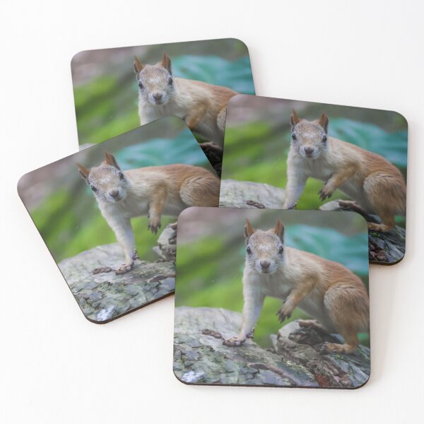 Item preview, Curious squirrel designed and sold by NorthWild.