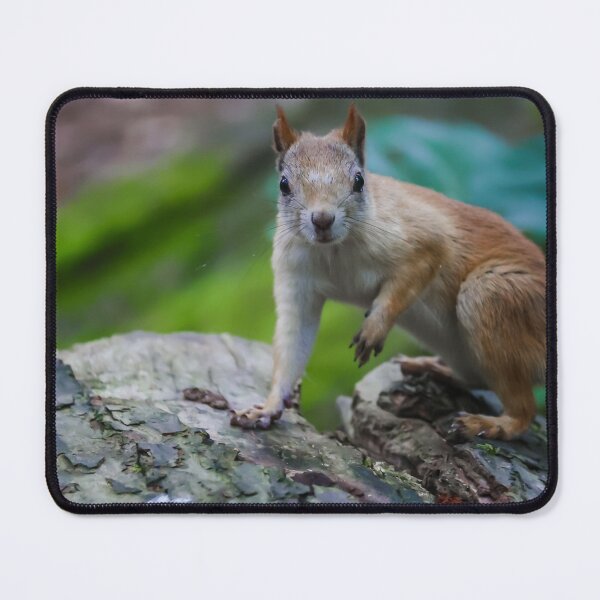 Item preview, Curious squirrel designed and sold by NorthWild.