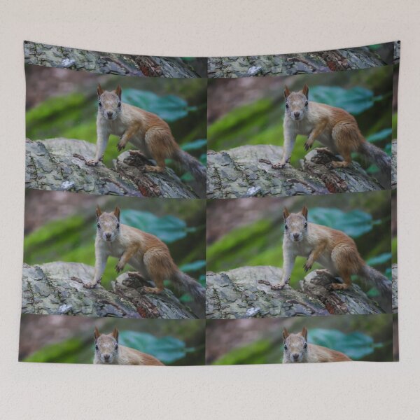 Item preview, Curious squirrel designed and sold by NorthWild.