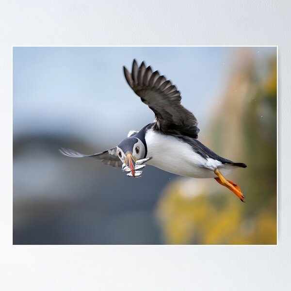 Item preview, Atlantic Puffin Flying Home With a Beak Full of Fish designed and sold by Timbernature.