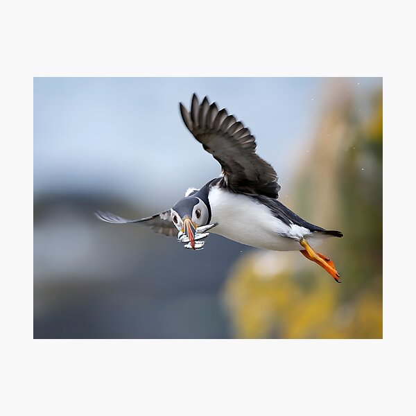 Item preview, Atlantic Puffin Flying Home With a Beak Full of Fish designed and sold by Timbernature.