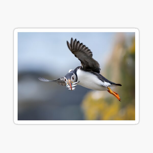 Item preview, Atlantic Puffin Flying Home With a Beak Full of Fish designed and sold by Timbernature.