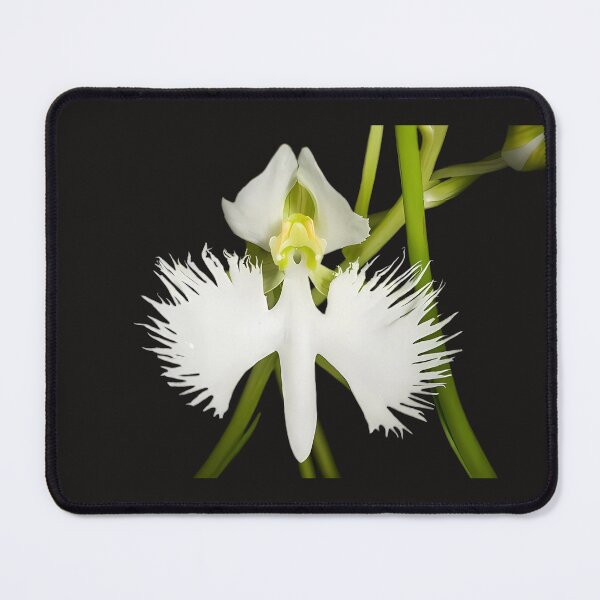 Item preview, White Egret Orchid – Elegant Japanese Bloom Art designed and sold by HoMya.