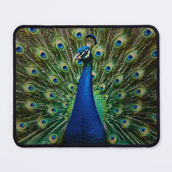 Item preview, Royal Peacock Full Feather Display Art designed and sold by hutofdesigns.