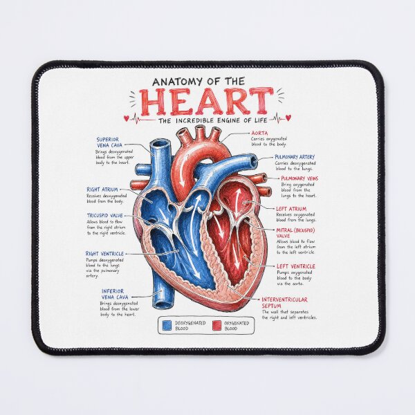 Item preview, Human Heart Anatomy Design designed and sold by Ink Matrix.