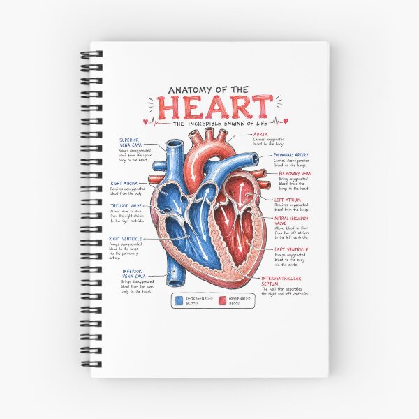 Item preview, Human Heart Anatomy Design designed and sold by Ink Matrix.