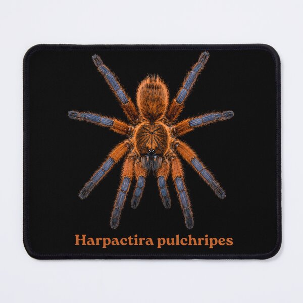 Item preview, Harpactira pulchripes SP-013 designed and sold by Exotic-Atlas.