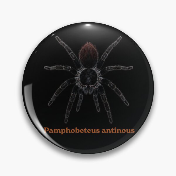 Item preview, Pamphobeteus antionus SP-014 designed and sold by Exotic-Atlas.