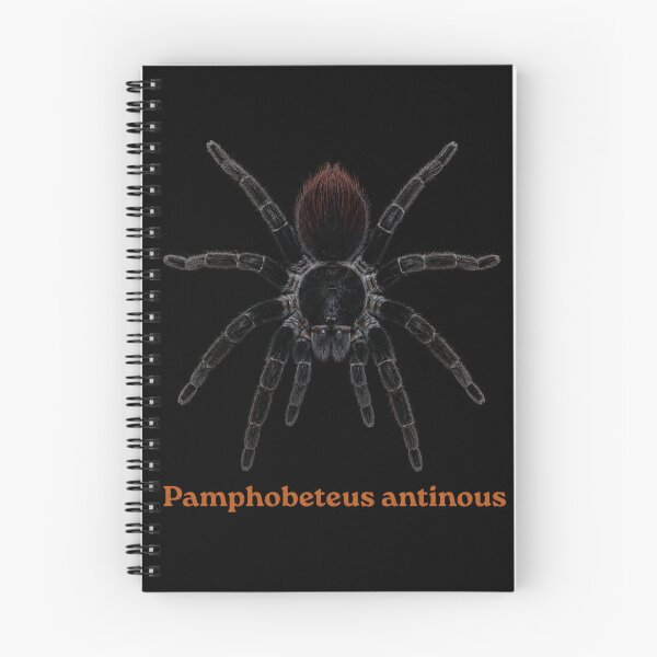 Item preview, Pamphobeteus antionus SP-014 designed and sold by Exotic-Atlas.