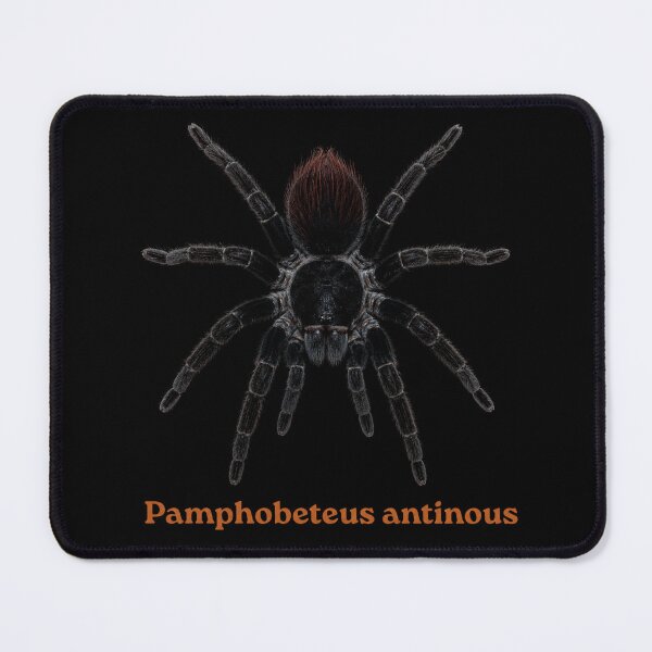 Item preview, Pamphobeteus antionus SP-014 designed and sold by Exotic-Atlas.