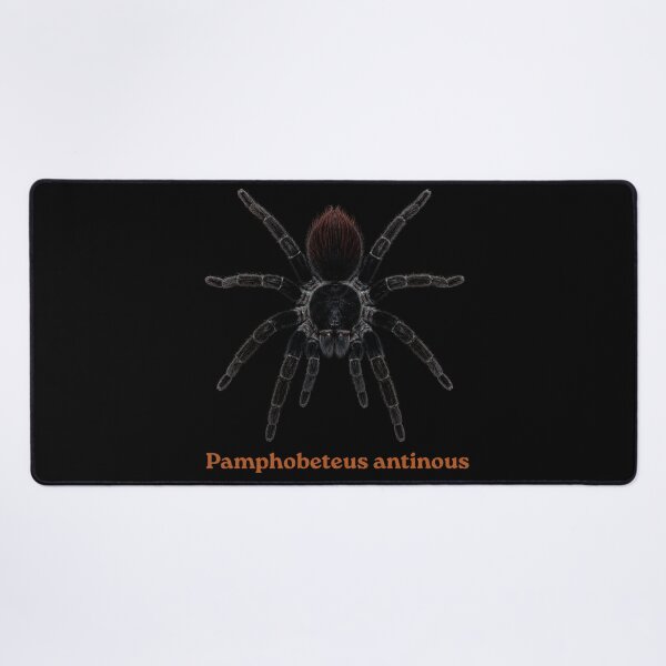 Item preview, Pamphobeteus antionus SP-014 designed and sold by Exotic-Atlas.