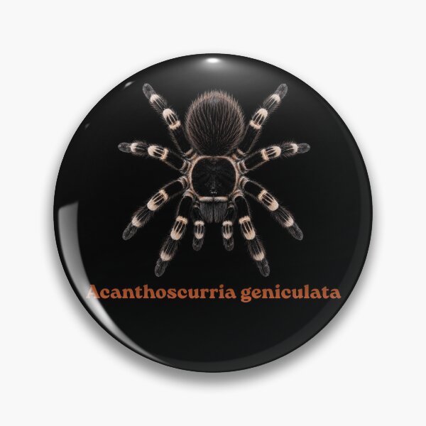 Item preview, Acanthoscurria geniculata SP-015  designed and sold by Exotic-Atlas.