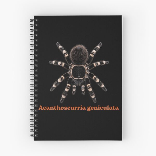 Item preview, Acanthoscurria geniculata SP-015  designed and sold by Exotic-Atlas.