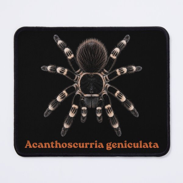 Item preview, Acanthoscurria geniculata SP-015  designed and sold by Exotic-Atlas.