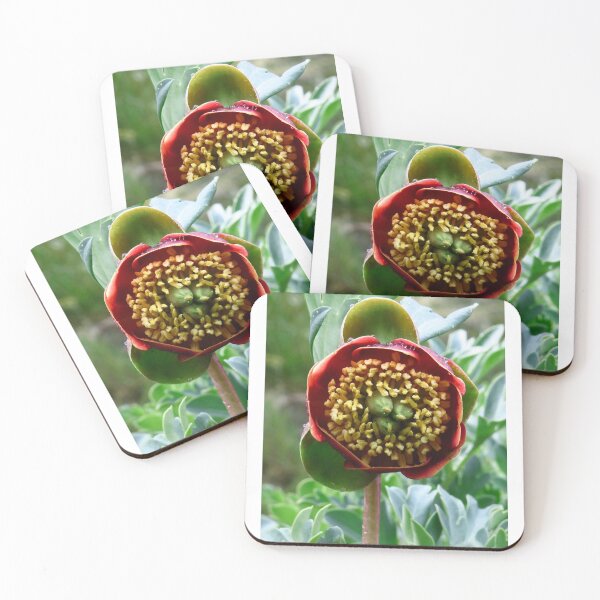 Item preview, Paeonia Brownii designed and sold by CGR8-3.
