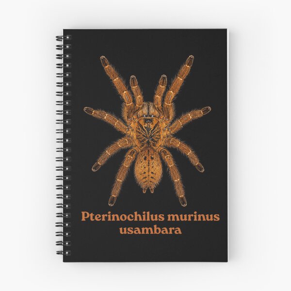 Item preview, Pterinochilus murinus usambara SP-012 designed and sold by Exotic-Atlas.