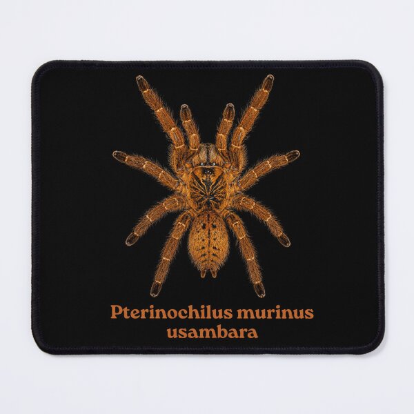 Item preview, Pterinochilus murinus usambara SP-012 designed and sold by Exotic-Atlas.