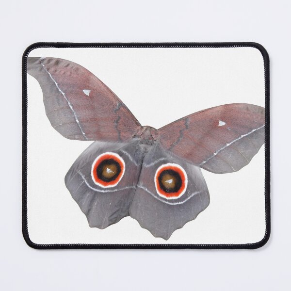 Item preview, Nudaurelia eblis: Demon eye emperor (rare moth) designed and sold by Entomologist.